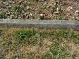 image of grave number 582946